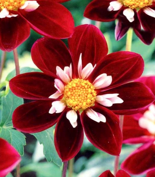 Dahlia Mary Evelyn